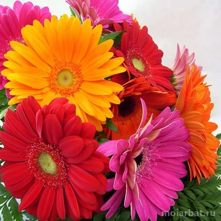 Цветочный магазин Arbat-flowers24 Изображение 6