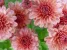 Цветочный магазин Arbat-flowers24 Изображение 3